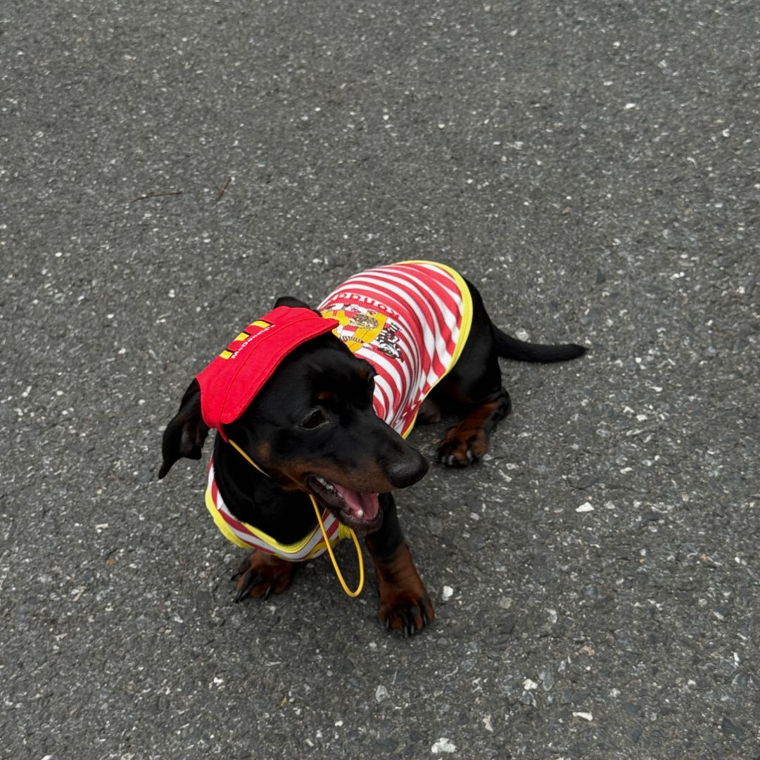 McDonald’s Pet Clothes Hat Set