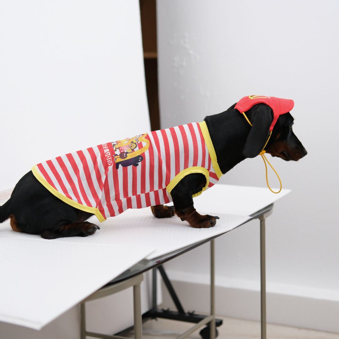 McDonald’s Pet Clothes Hat Set
