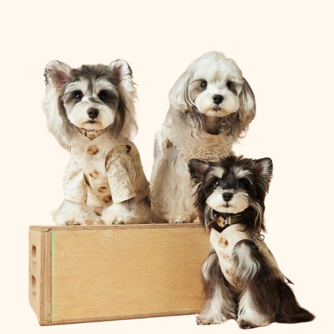 Printed Lightweight Pet Jacket