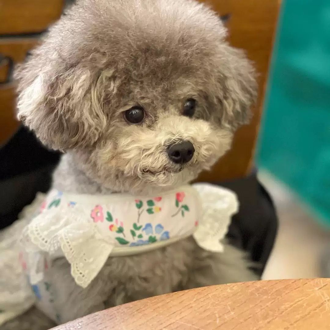 Teddy Lace Cotton Harness Set