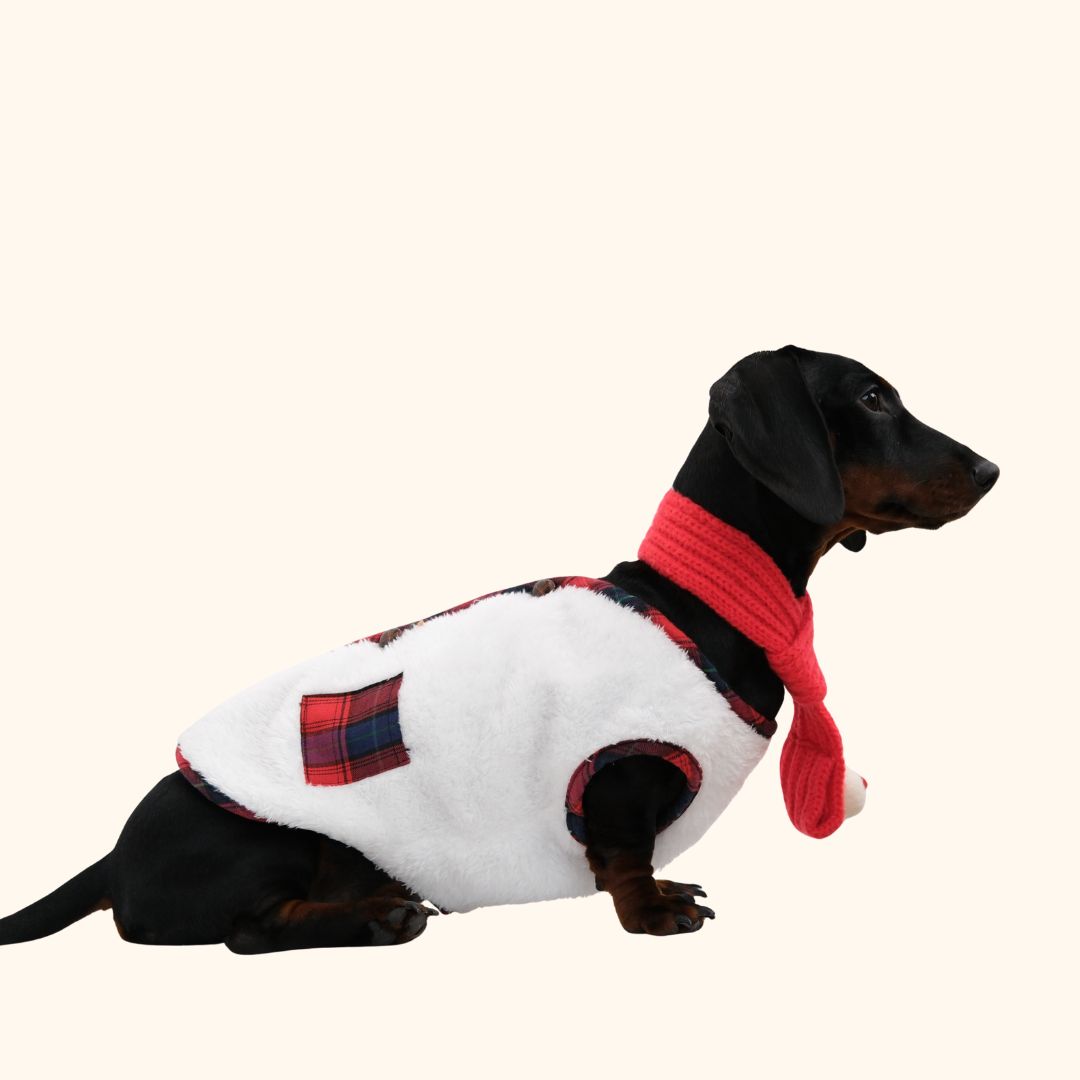 Christmas Dog Vest & Scarf Set