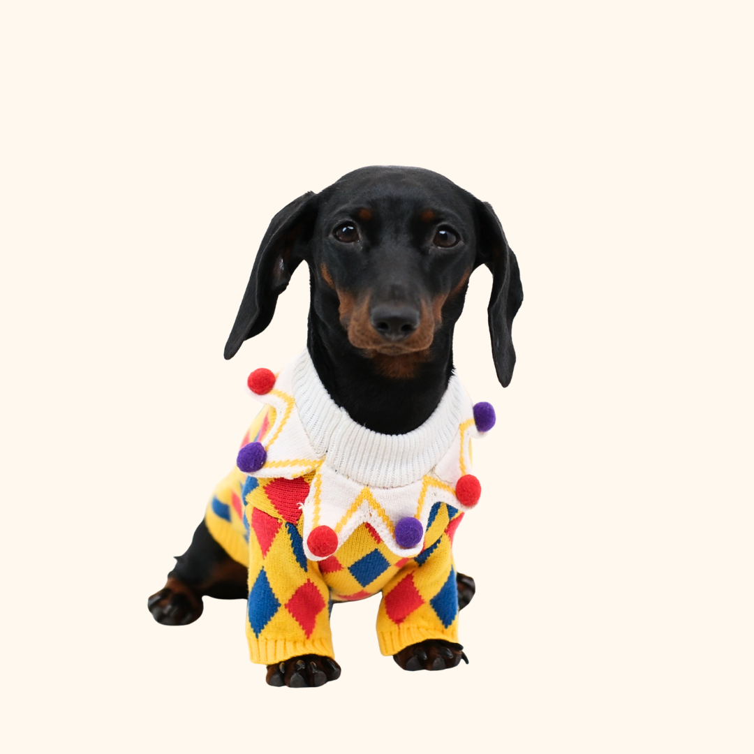 Circus Fun Pet Sweater