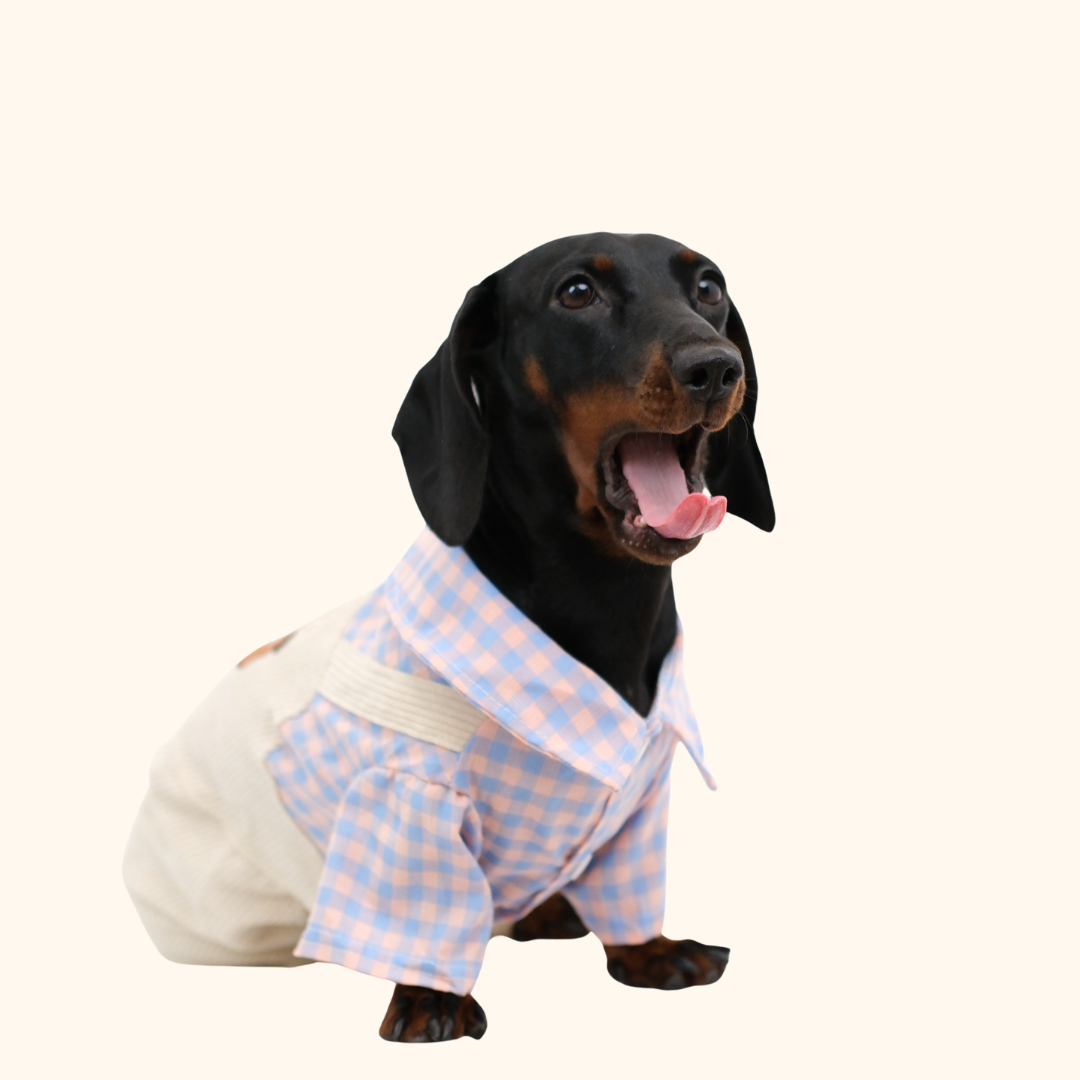 Plaid Bear Pet Overalls