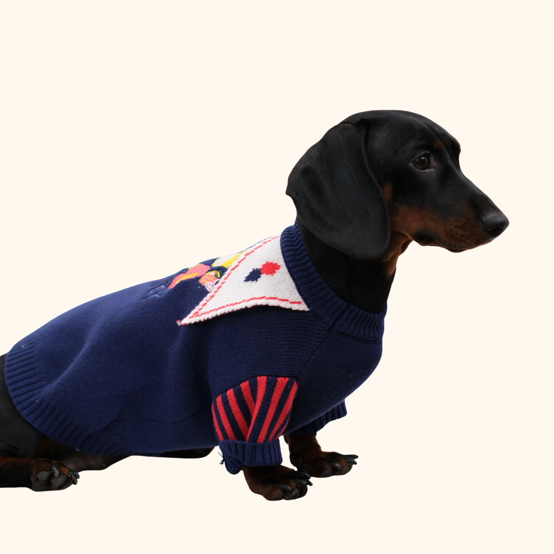 Circus Fun Pet Sweater