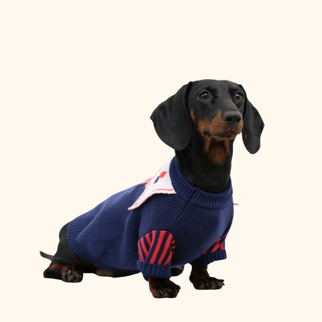 Circus Fun Pet Sweater