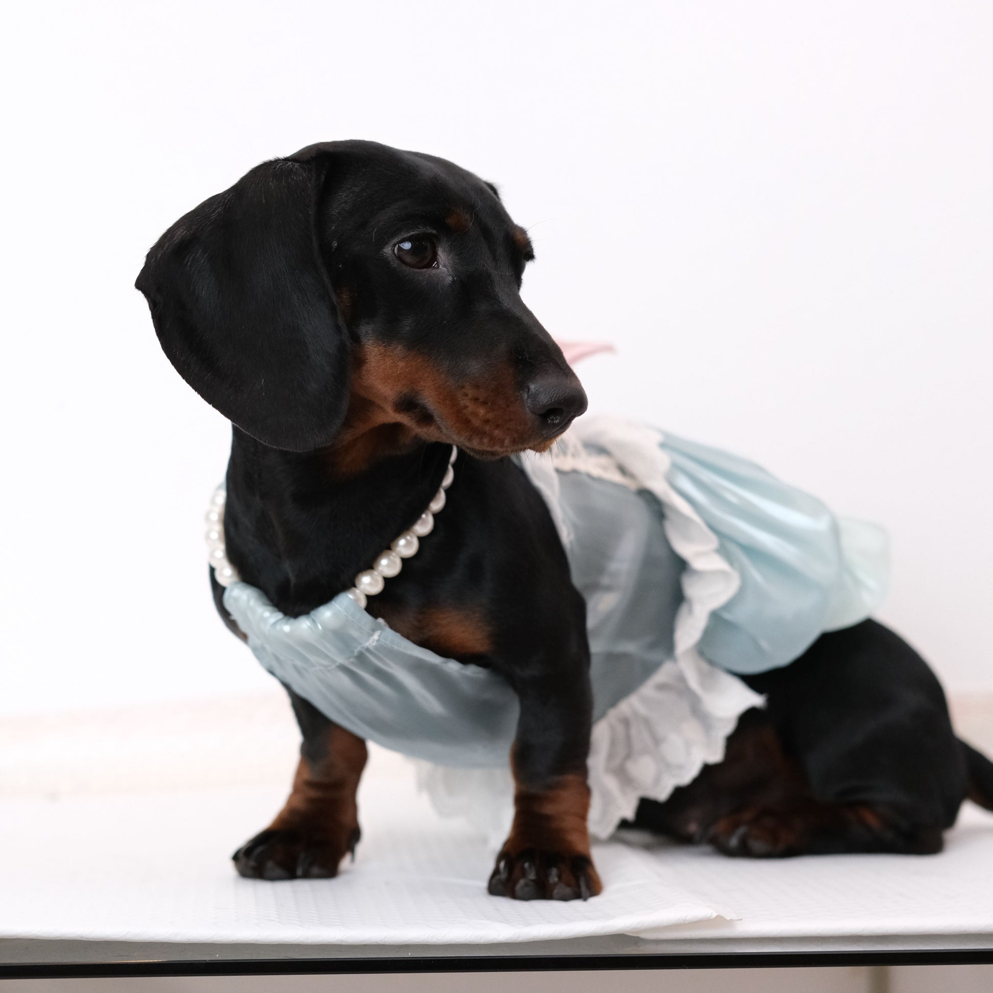 Pet Princess Lace Dress Elegant & Sweet Cudlarpets Pet Princess Lace Dress Elegant & Sweet Cudlarpets