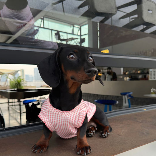 Strawberry Cake Pup Vest
