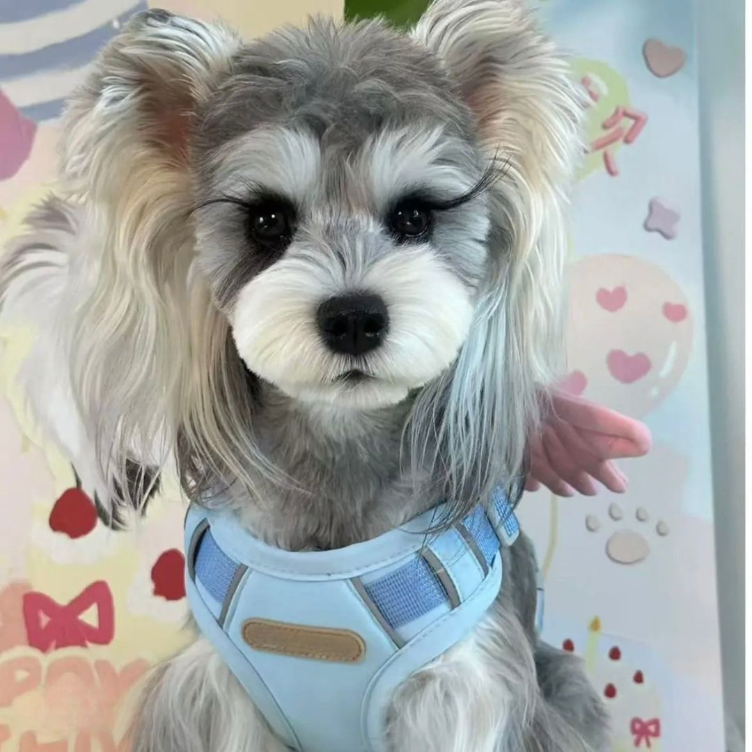 Angel & Devil Wings Pet Harness