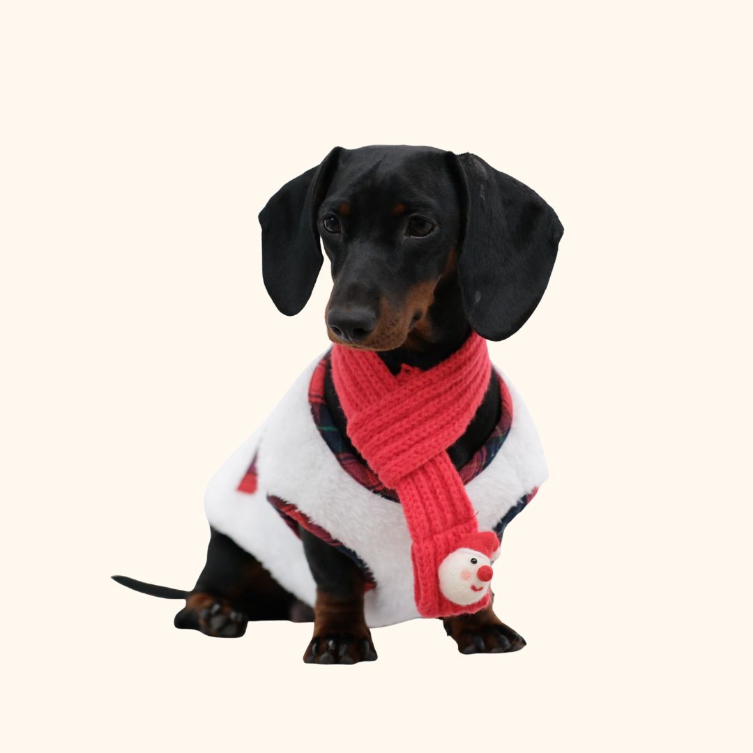Christmas Dog Vest & Scarf Set