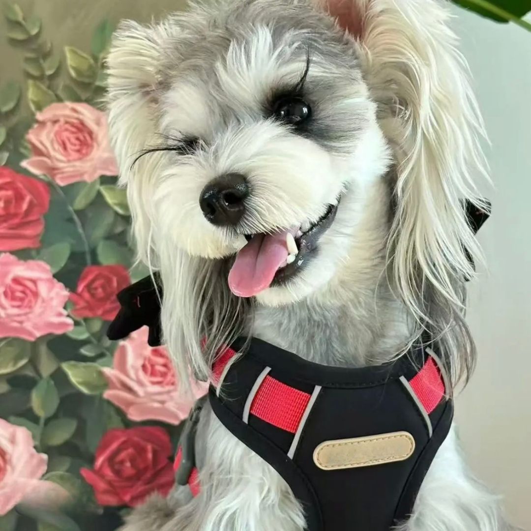 Angel & Devil Wings Pet Harness