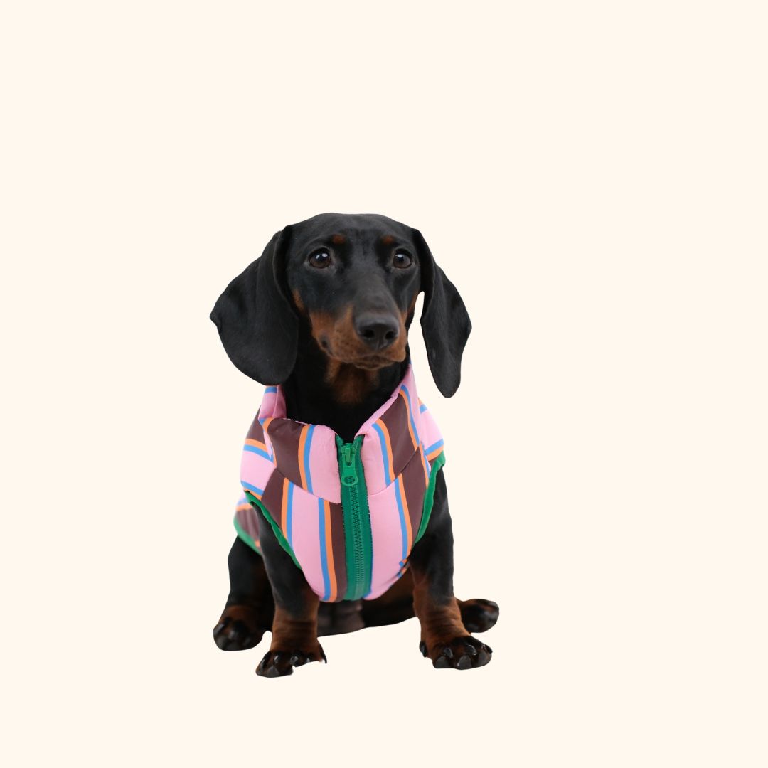 Colorblock Pet Winter Jacket