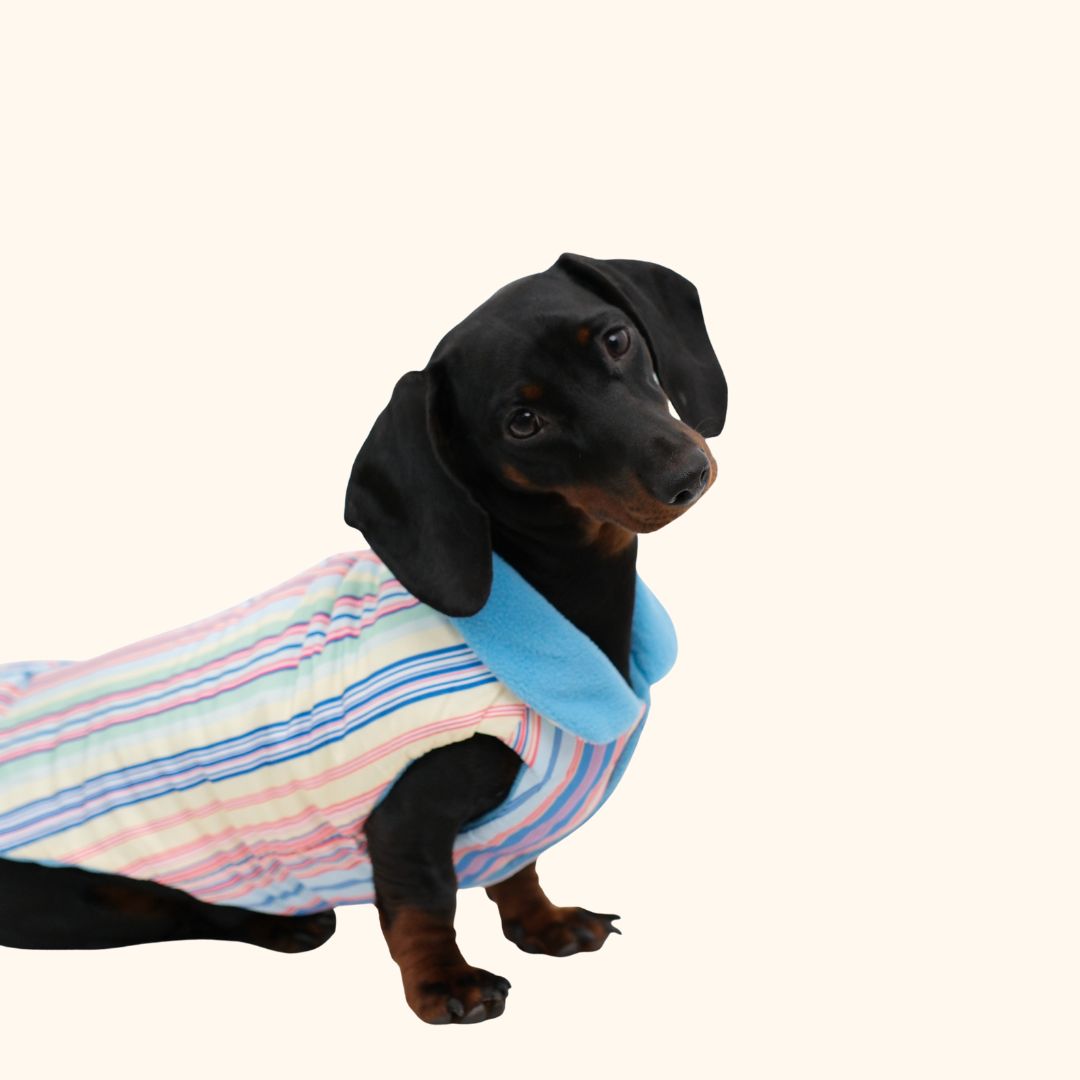 Rainbow Striped Winter Dog Jacket