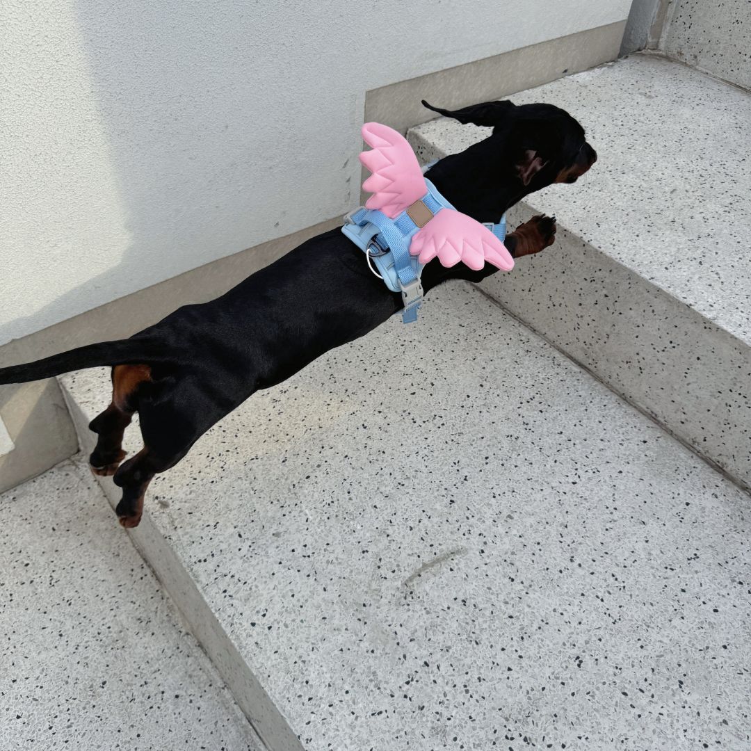 Angel & Devil Wings Pet Harness
