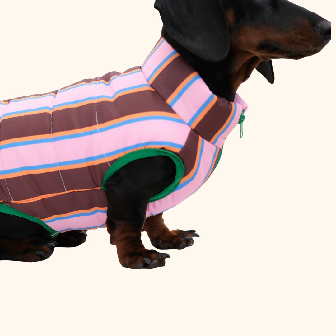 Colorblock Pet Winter Jacket