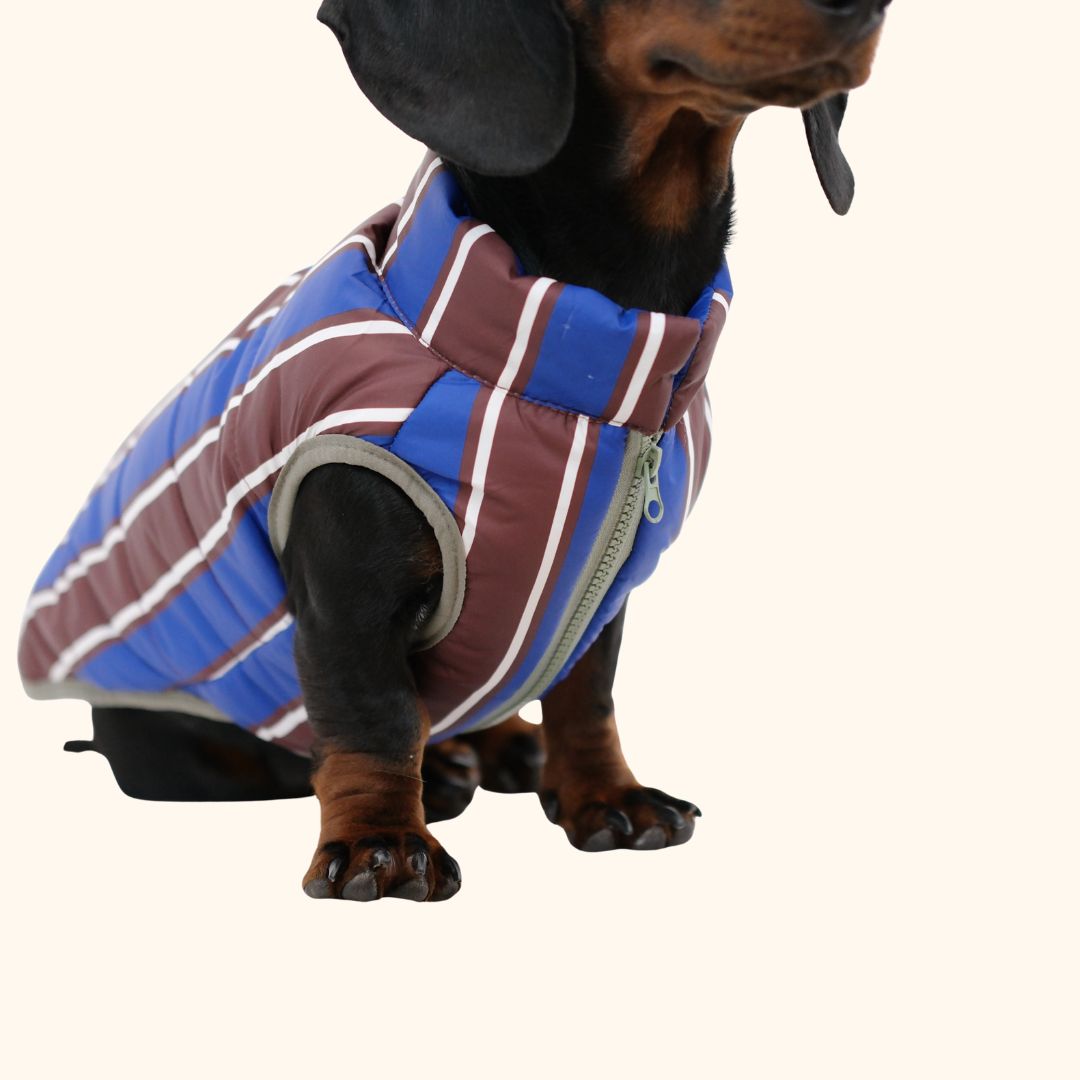 Colorblock Pet Winter Jacket