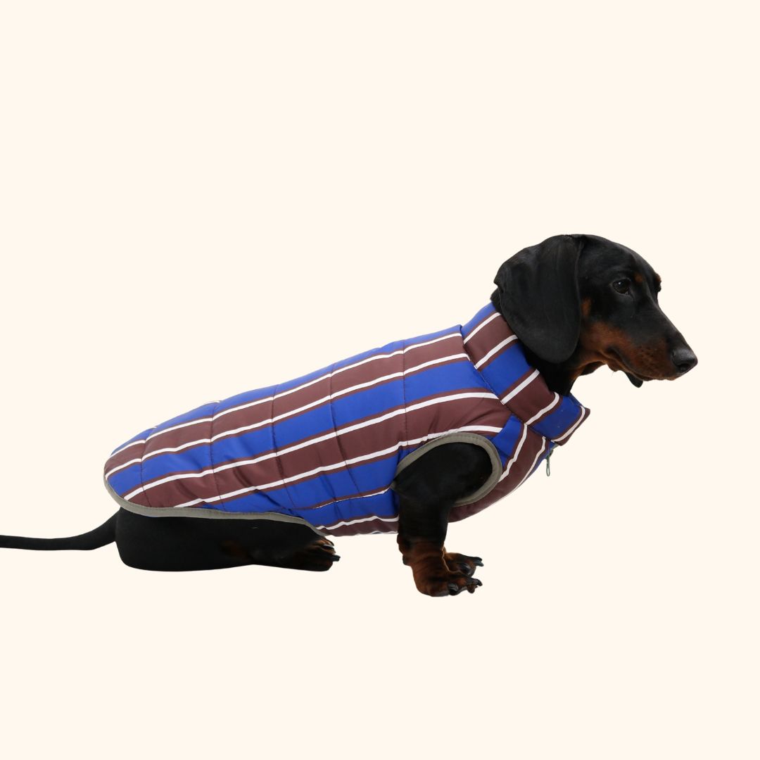 Colorblock Pet Winter Jacket